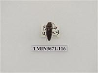 藏品(叩頭蟲(2))的圖片